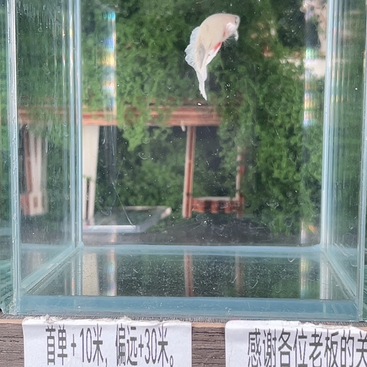 斗鱼活体不退不换