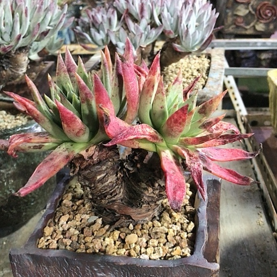 韩货仙女棒仙女棒