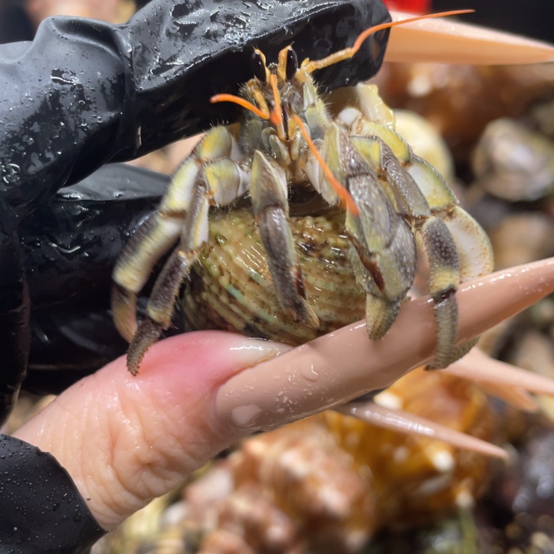 不退不换谢谢支持51