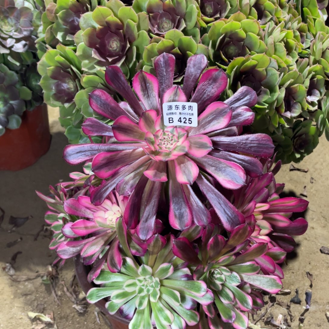 425红铜壶多肉法师断枝不包