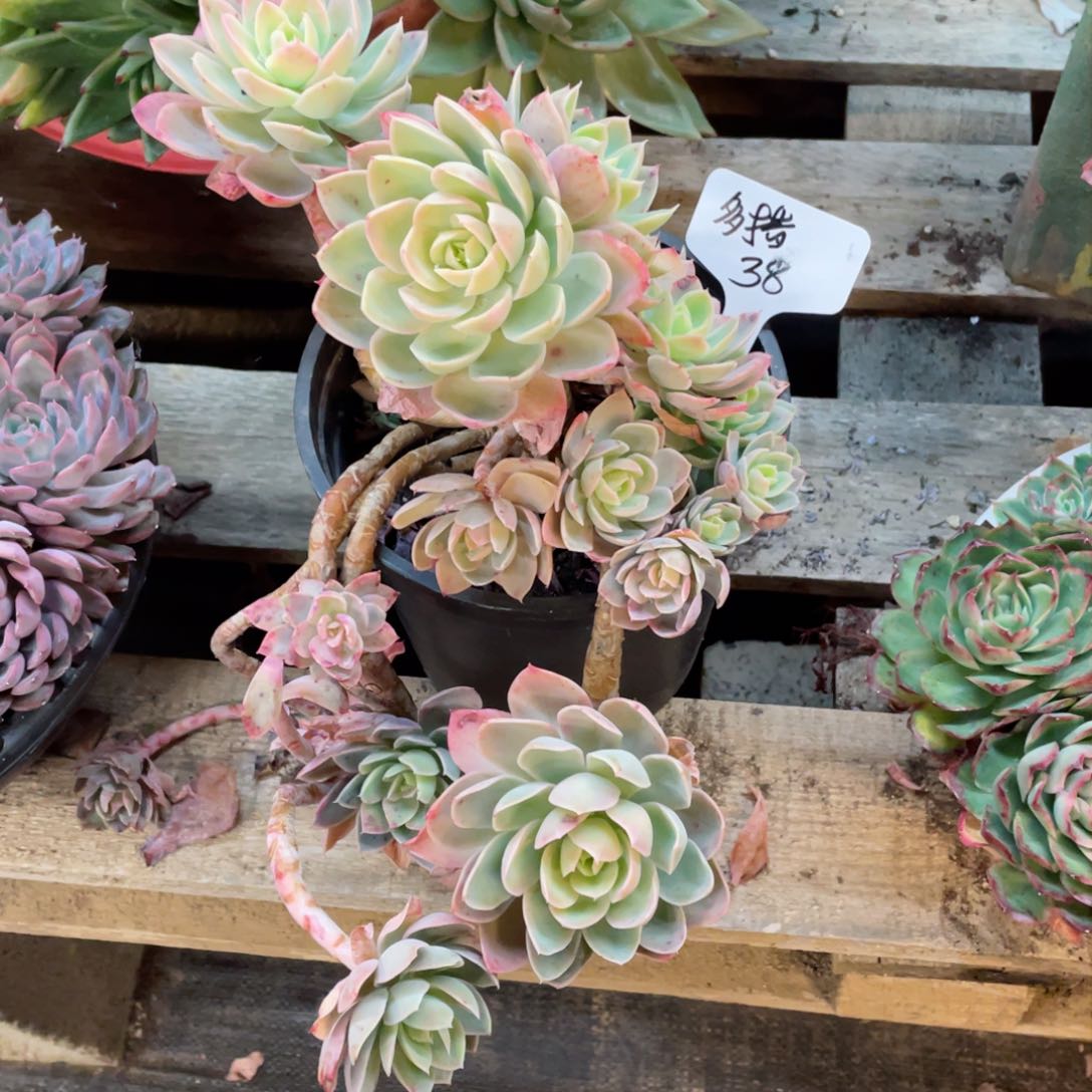 周老太多肉.面纱，