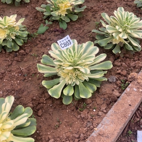 803辛尼亚不包断枝