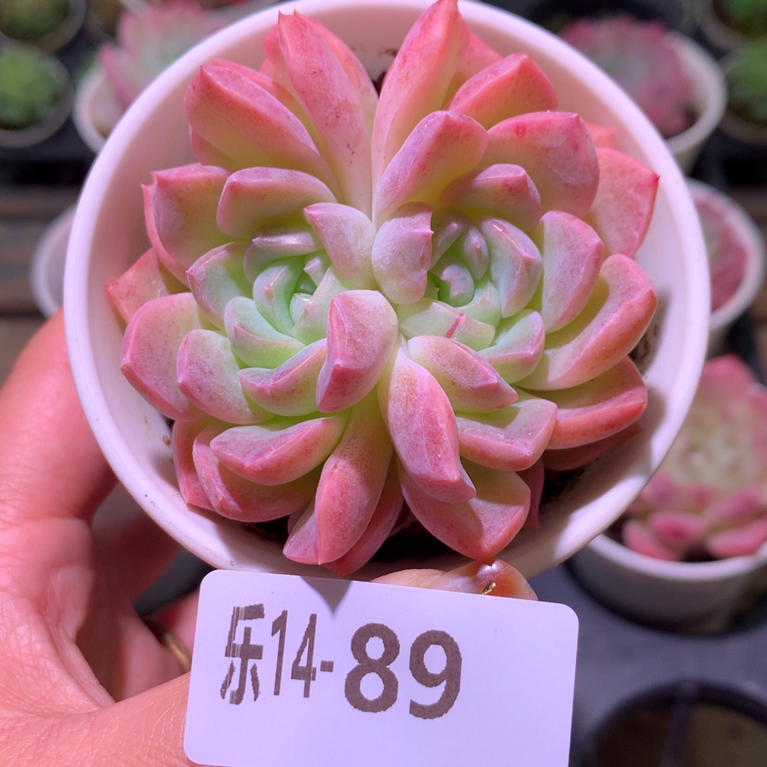 乐然14-89 新品双心 