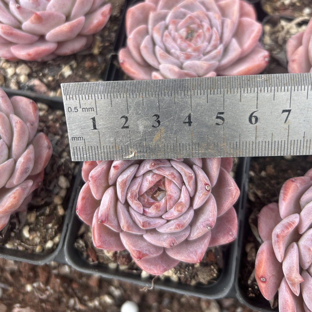 多肉 溏心美人 单头4-6厘米（满9.9包邮）