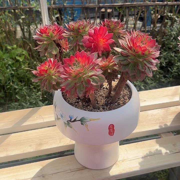 法师多肉植物万花筒
