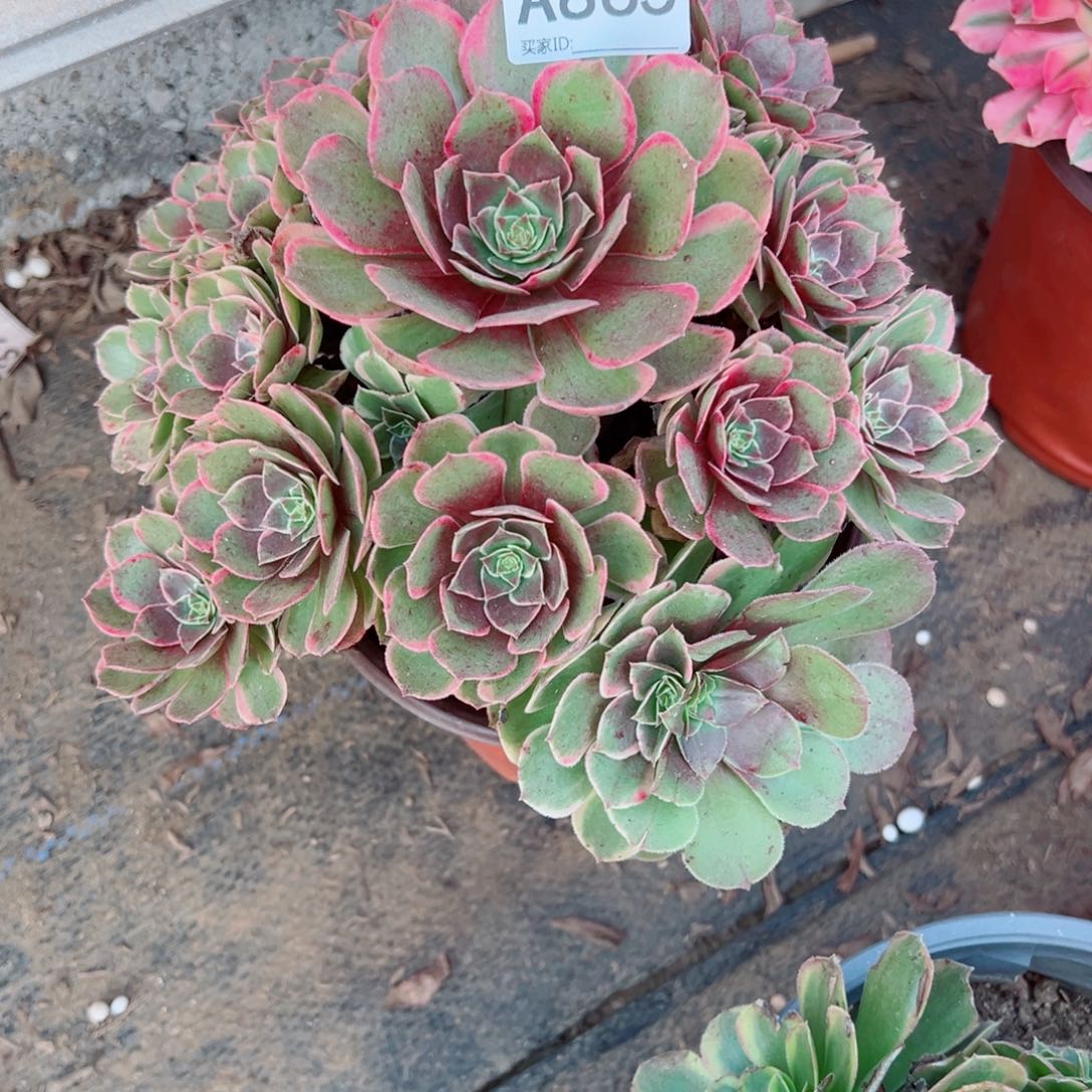 865粉花妖多肉植物