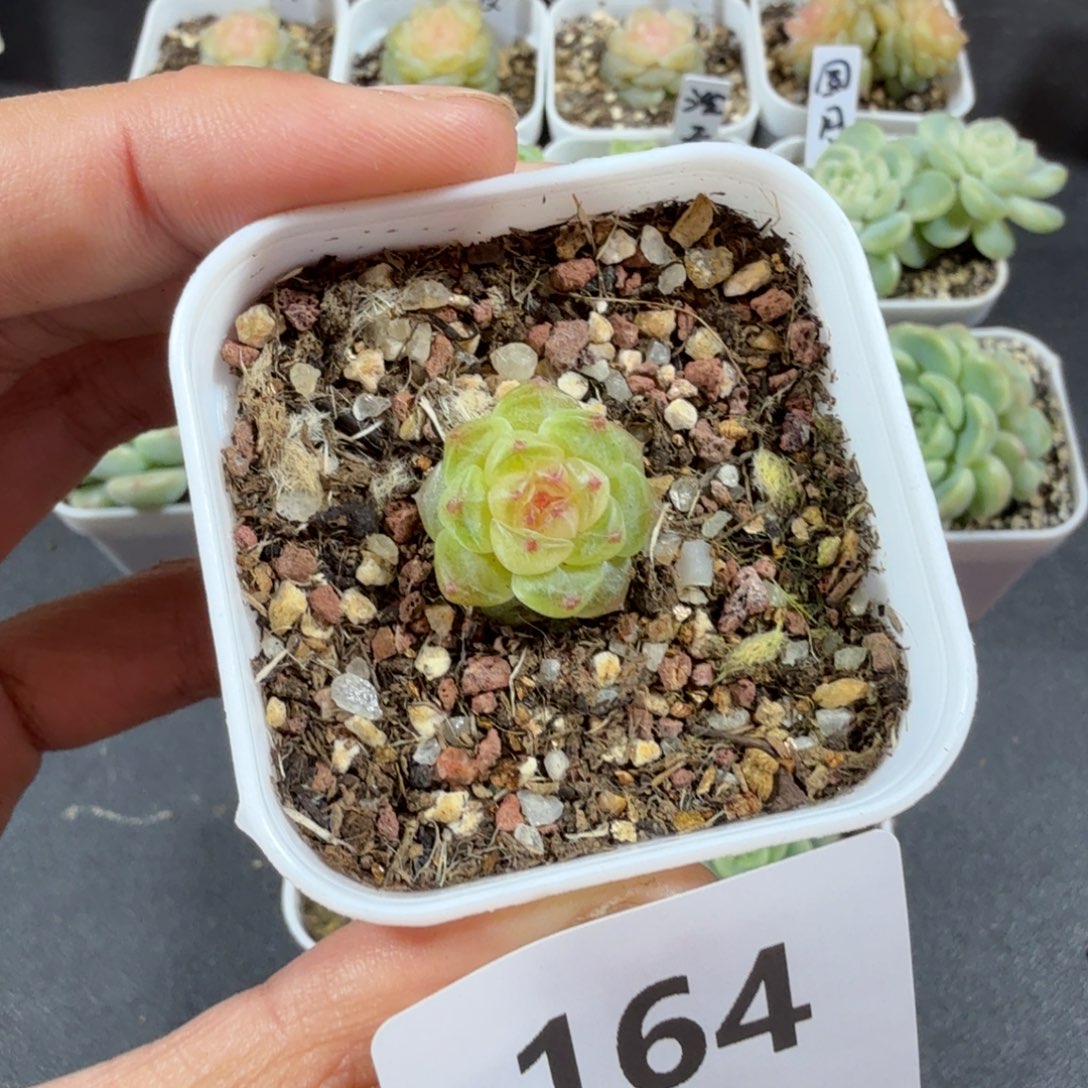 甜心相柳小一物一拍164