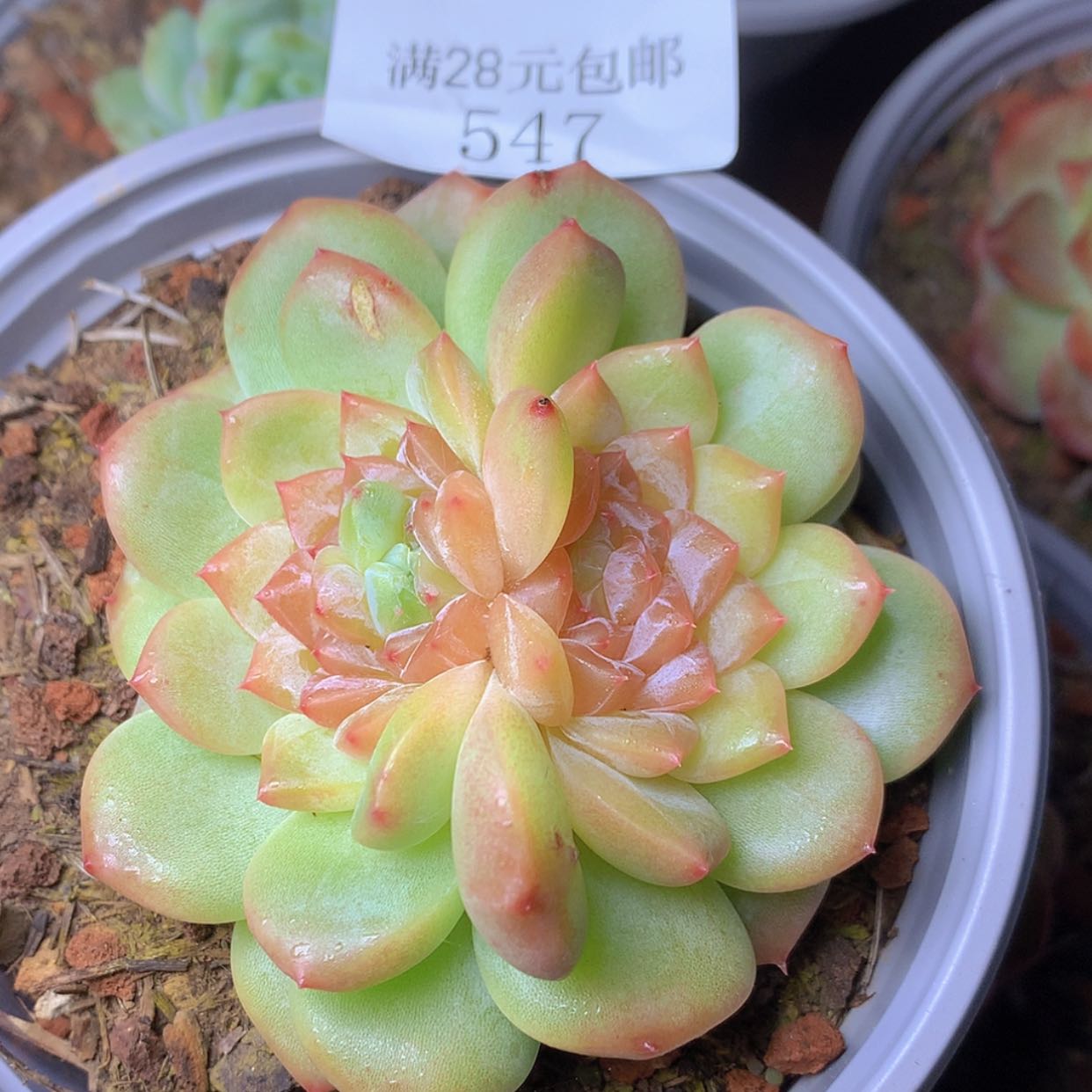 【闪购商品】云547号