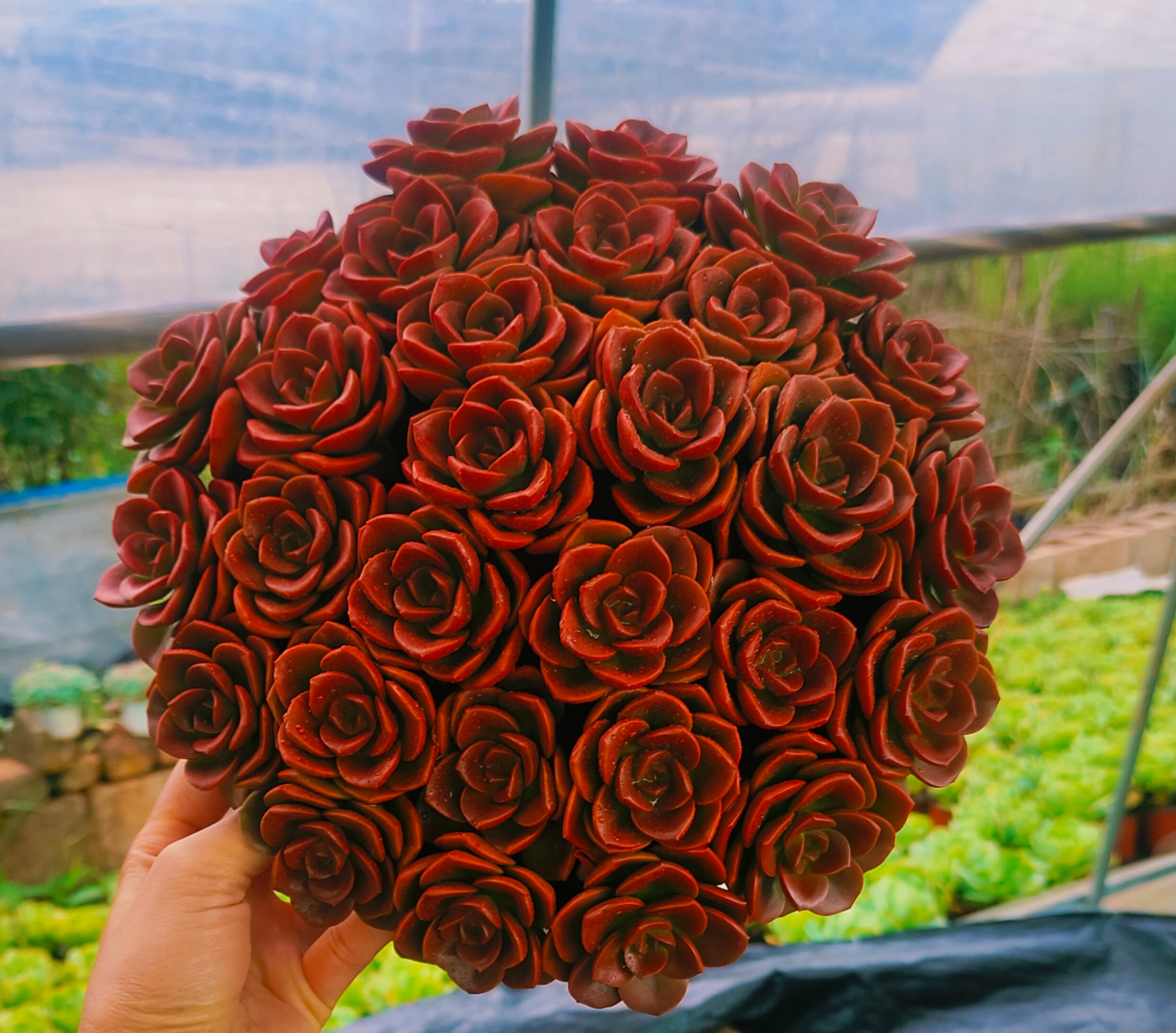 {大盆红玫瑰}  带盆土发  新手好养活 室内外养 七姐多肉