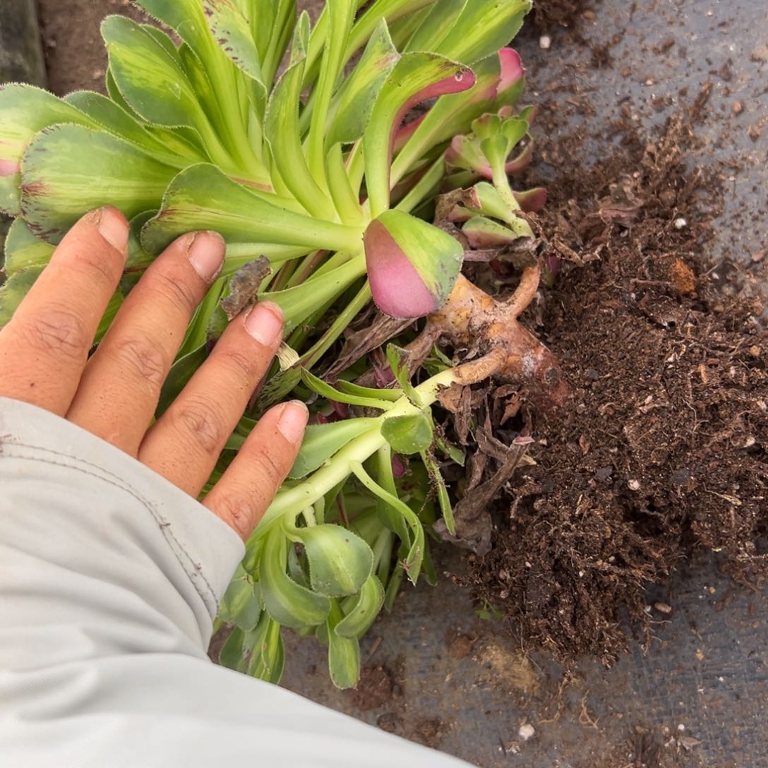 7647知否多肉植物