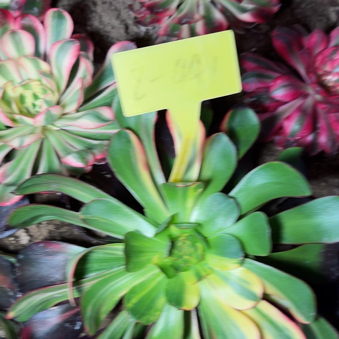 2-441--寄养秋天这颗