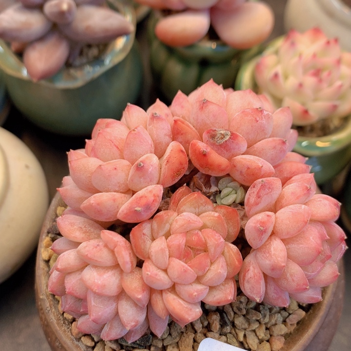 一物一拍含盆土满38包邮E952