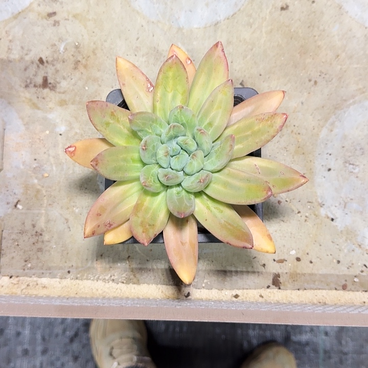 海洋之歌 单头 一物一拍