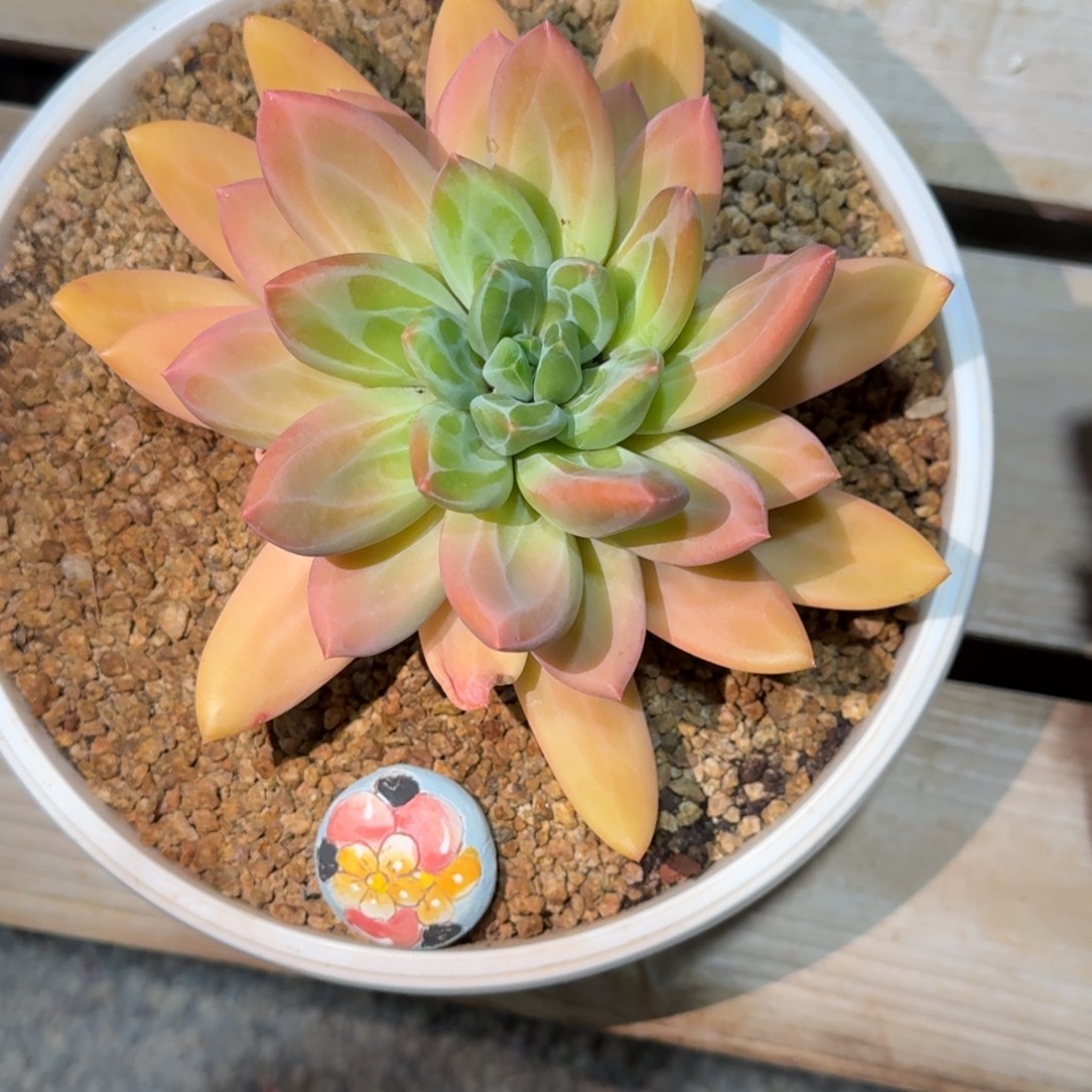 小***婆寄养于一个人身上就