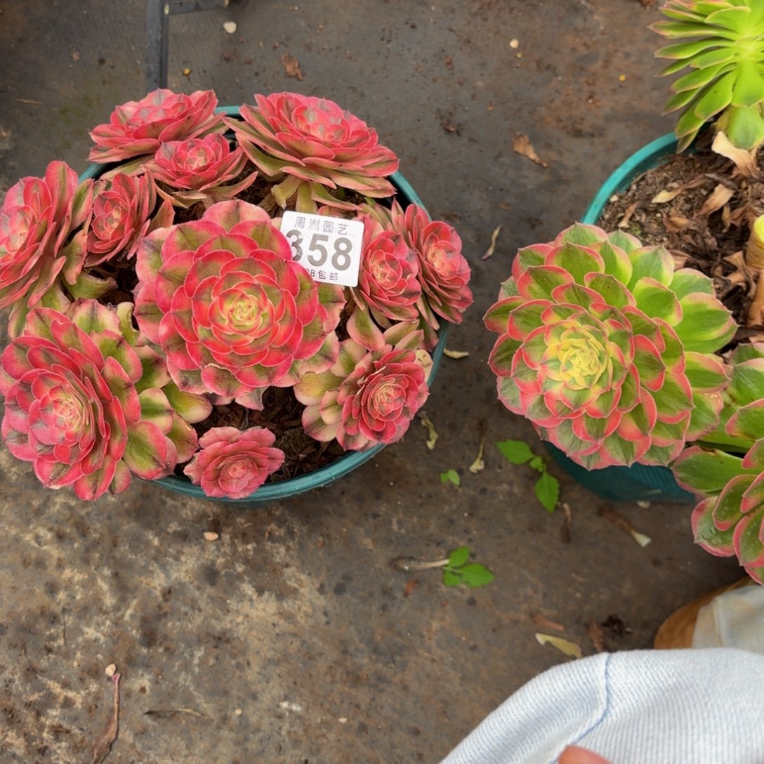 善***意两个一起脱土发358