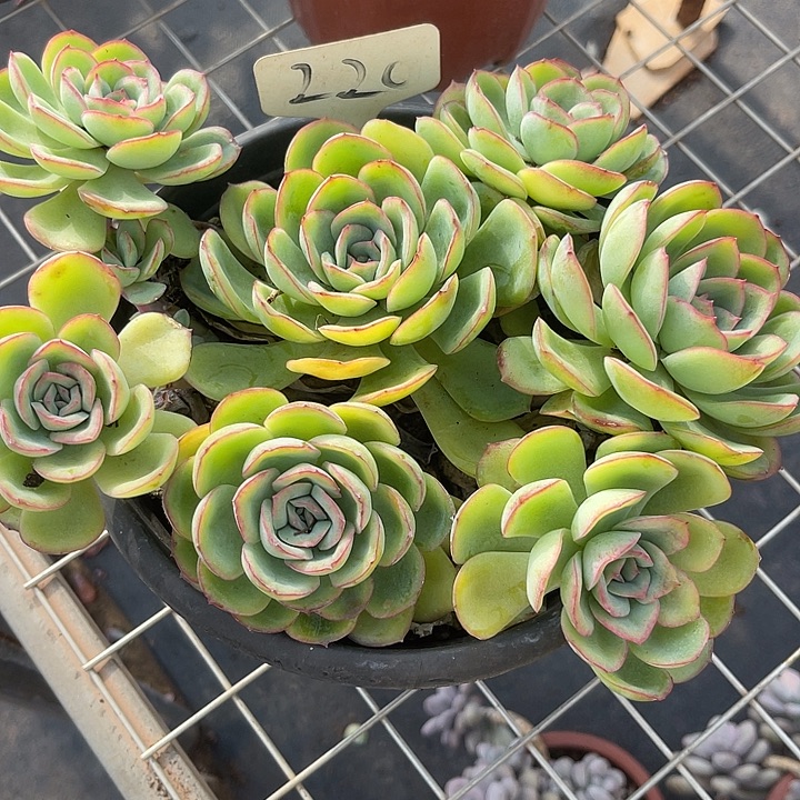 两单包邮，一物一拍，晨露220