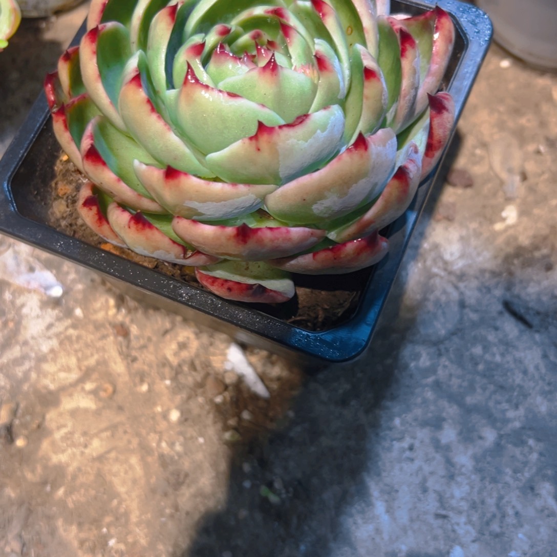 惊红仙子35689988765444