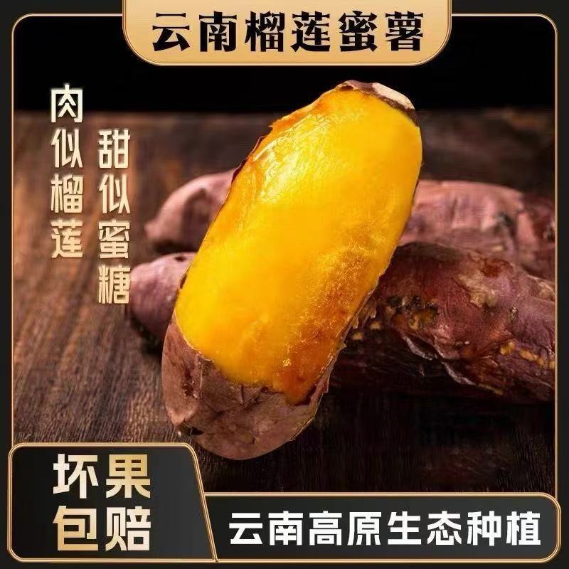 高原新鲜火山灰土壤种植榴莲蜜薯 黄心板栗红薯  黄金番薯糖心 