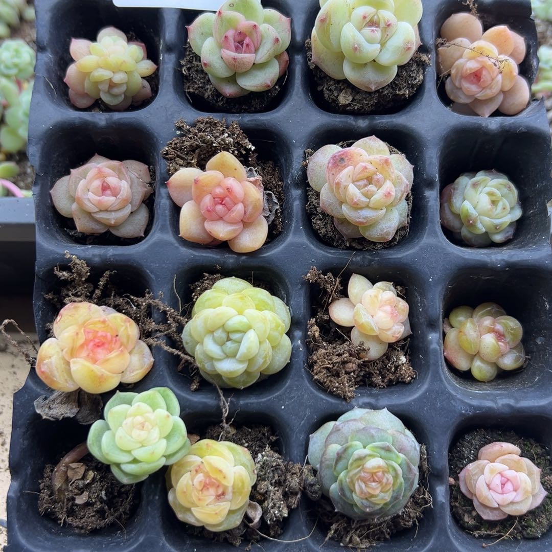 糖心多肉一物一拍133