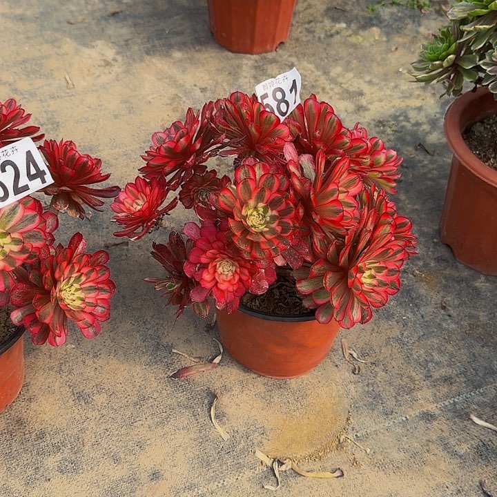 00000000000581粉花妖