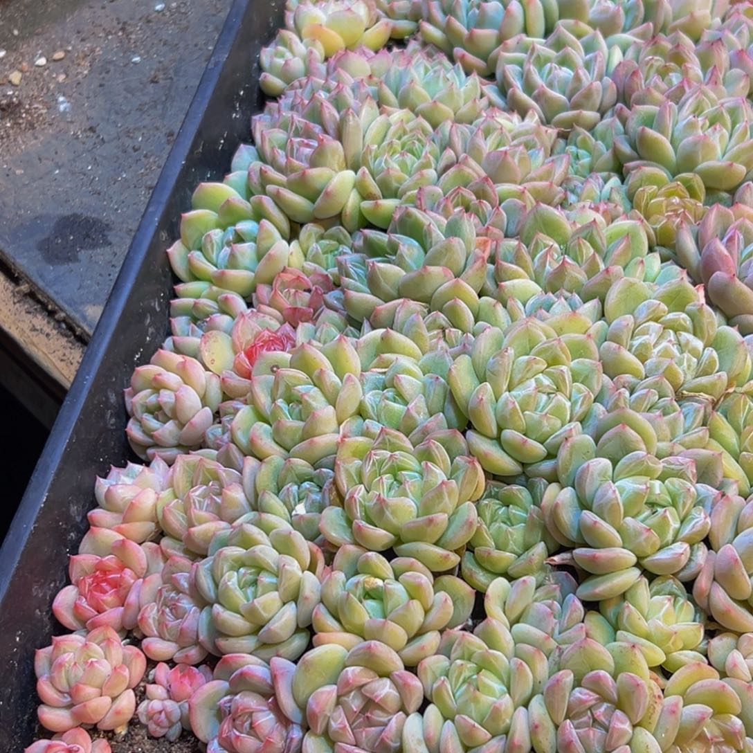 唐***姐843多肉葡萄的味道是