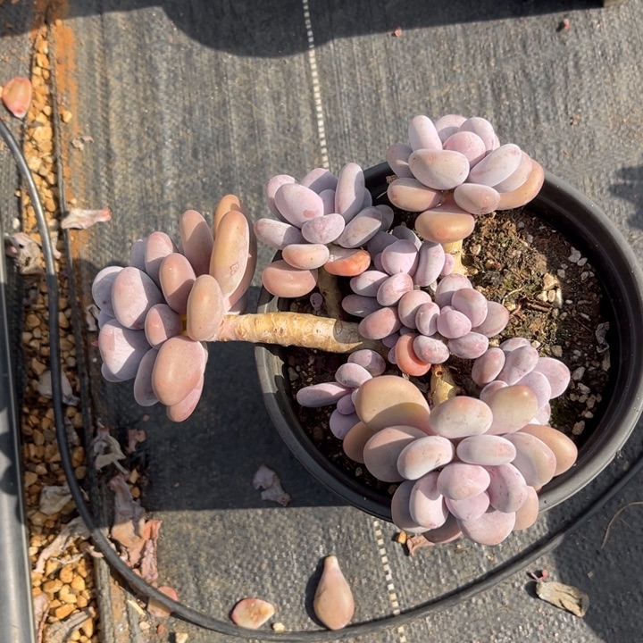 大叶奶多肉植物8557