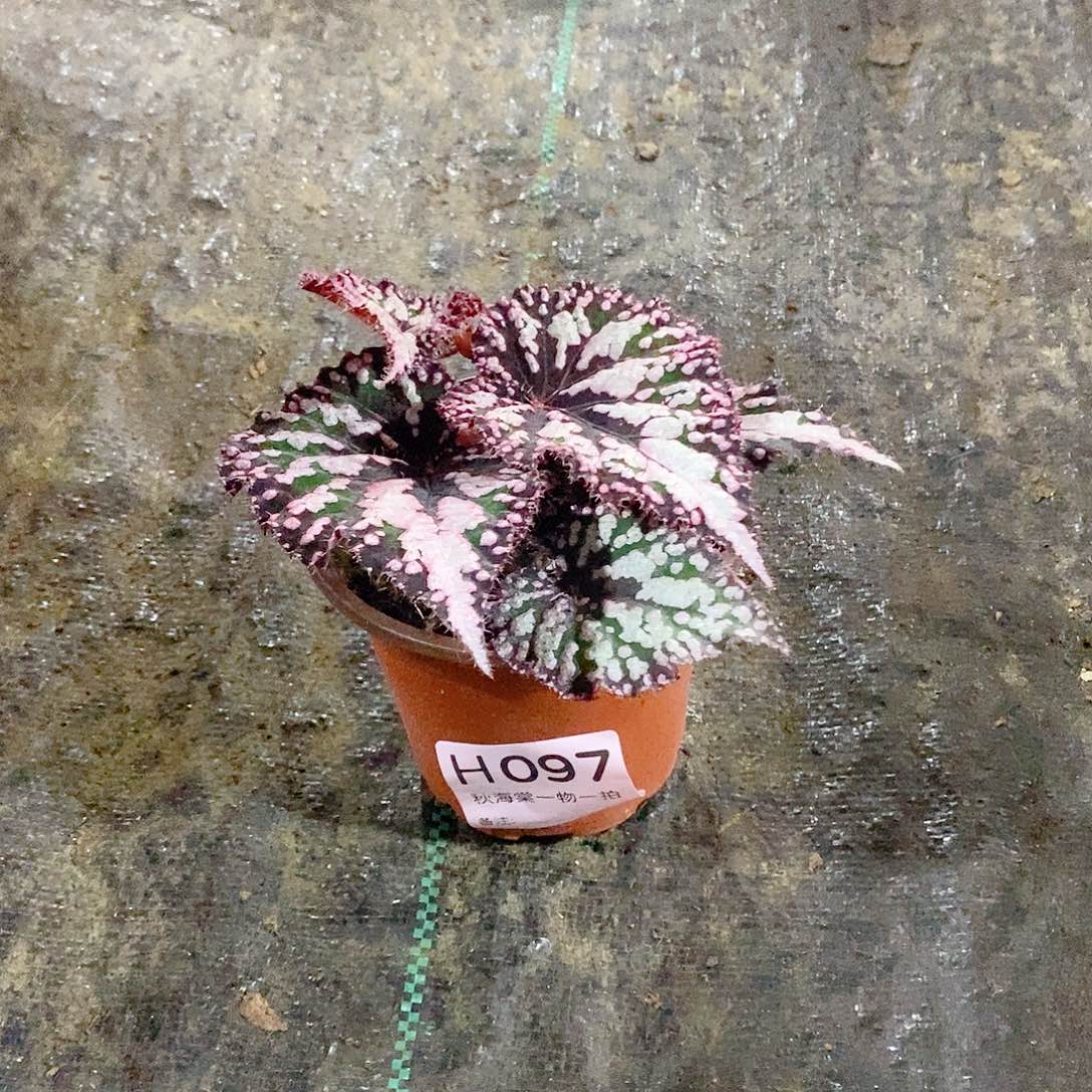 不开花植物?**子秋海棠097