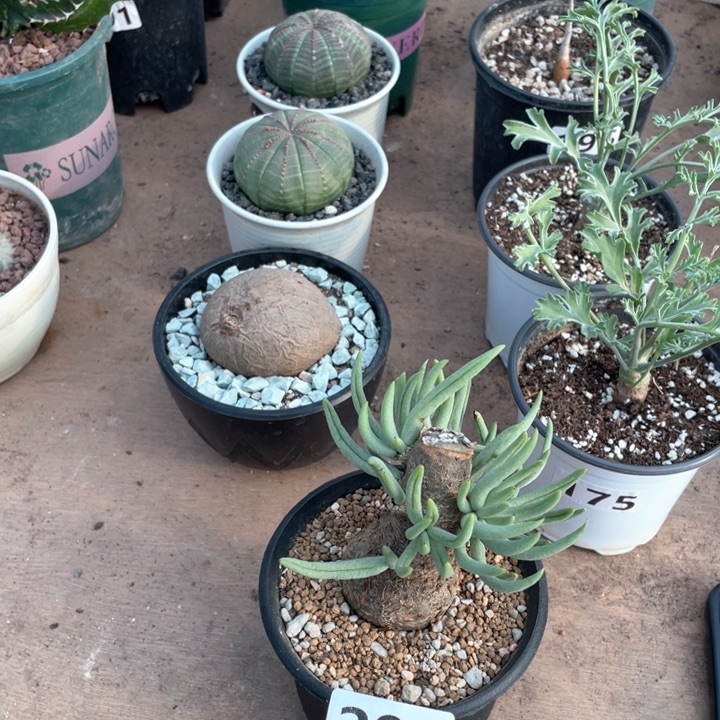 用****4291产地奇峰锦白象