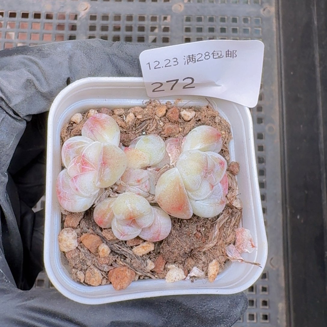 5头白体糖心冰玉一颗