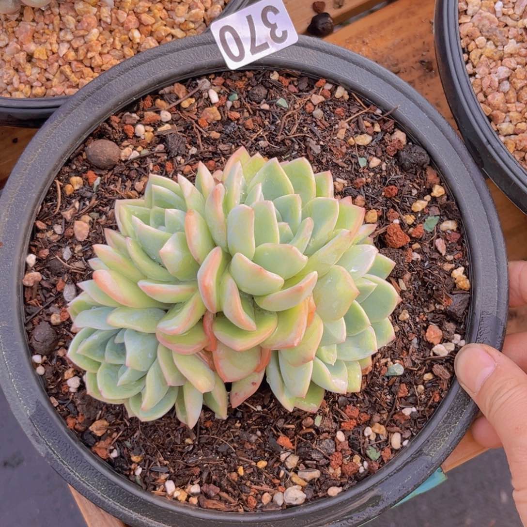 多肉植物泡芙朵缀370