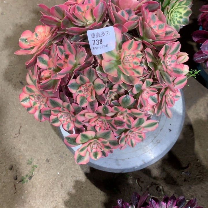 738粉女巫多肉植物