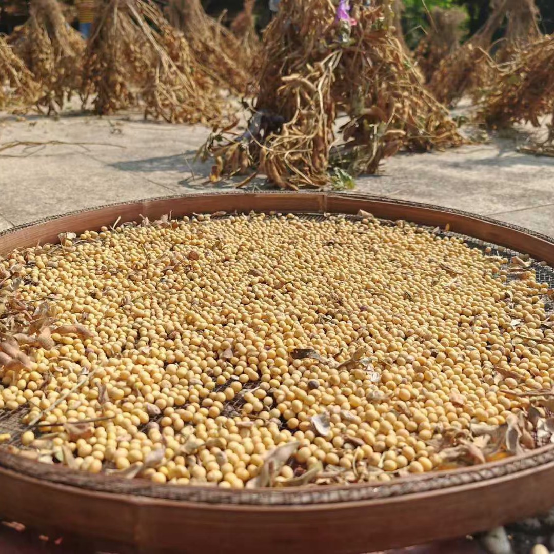 三明农家自种黄豆杂粮