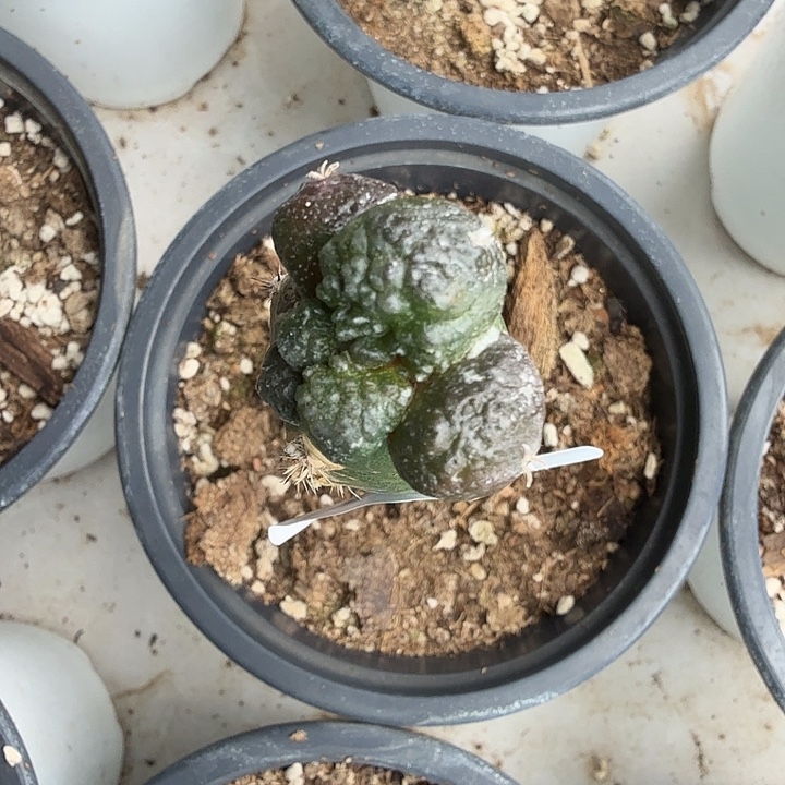 无花朵197紫肌哥斯拉东二