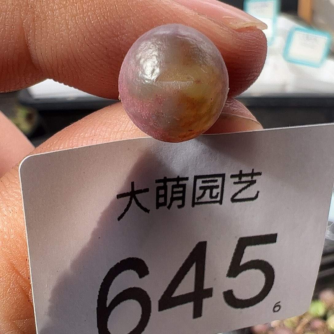 0000645 一物一拍……