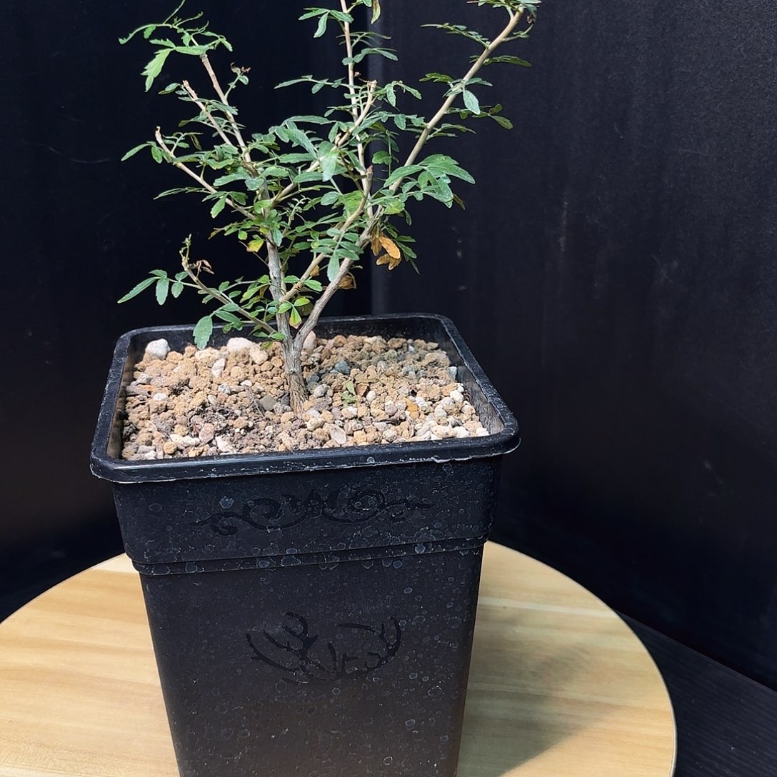 黧乳香带盆土发货