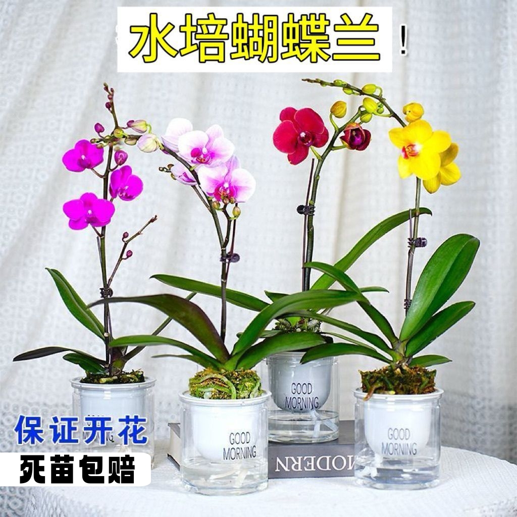 正宗蝴蝶兰花苗盆栽水培蝴蝶兰植物基地发货室内阳台花卉四季开花