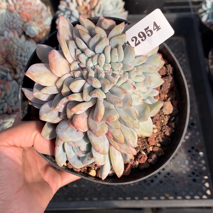 小***西12954缀嗯嗯嗯嗯嗯好