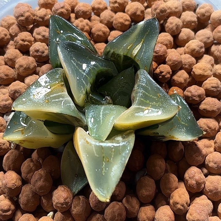 十二卷多肉实生克