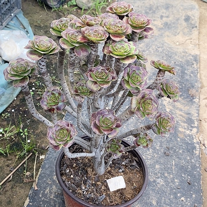 圆叶75多肉植物法师法师法师