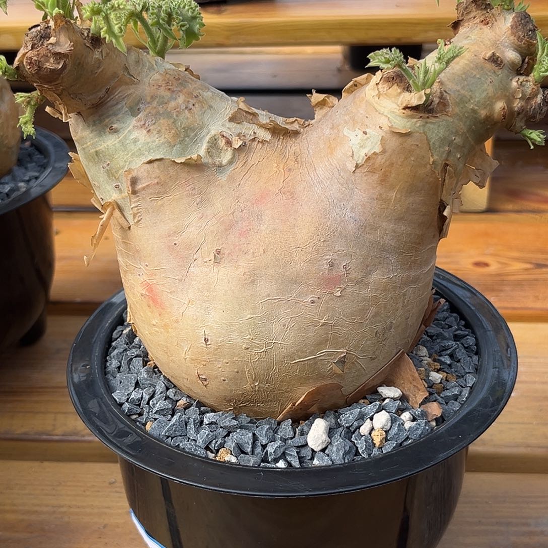 汤圆植物安哥拉葡萄翁2大元宝