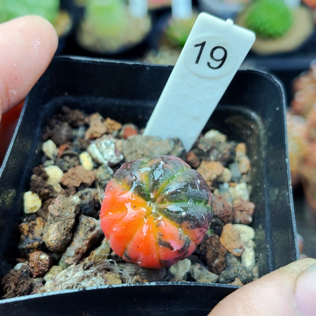 非偏远地区满25包邮仙人球