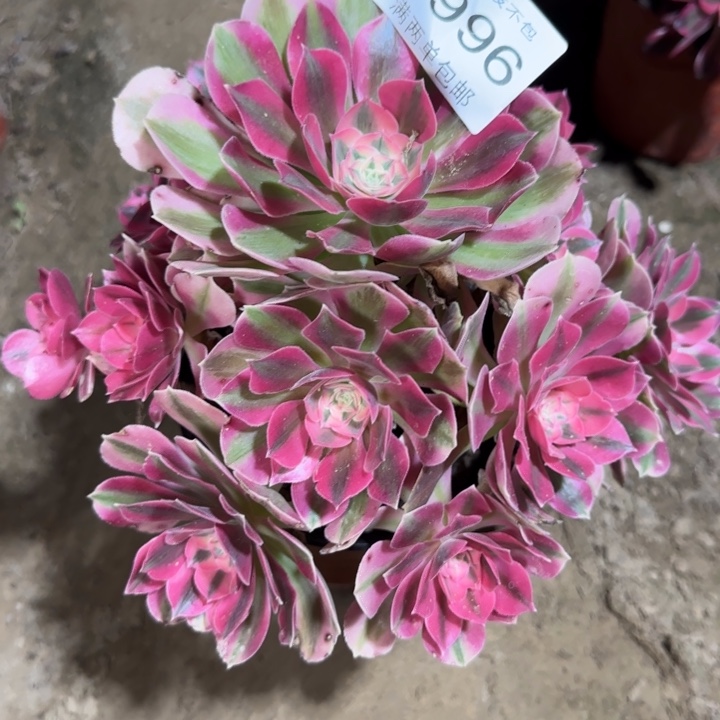 8996女巫多肉植物