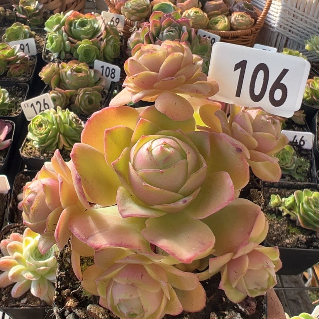 樱桃106山地玫瑰多肉