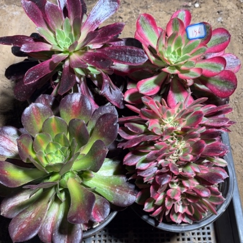 156多肉植物组合