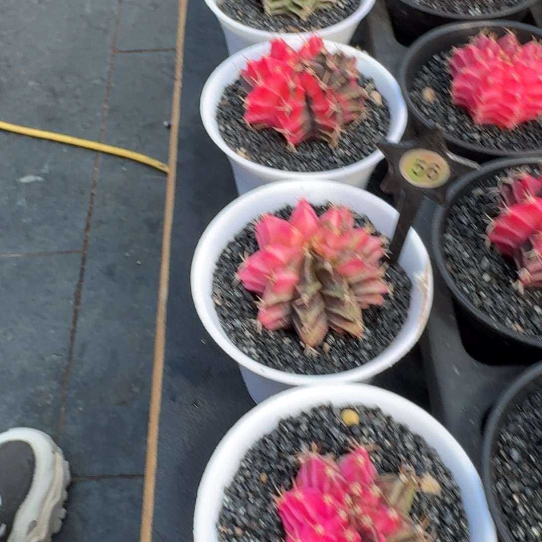 用***0米哈实生自然锦泰国进口56