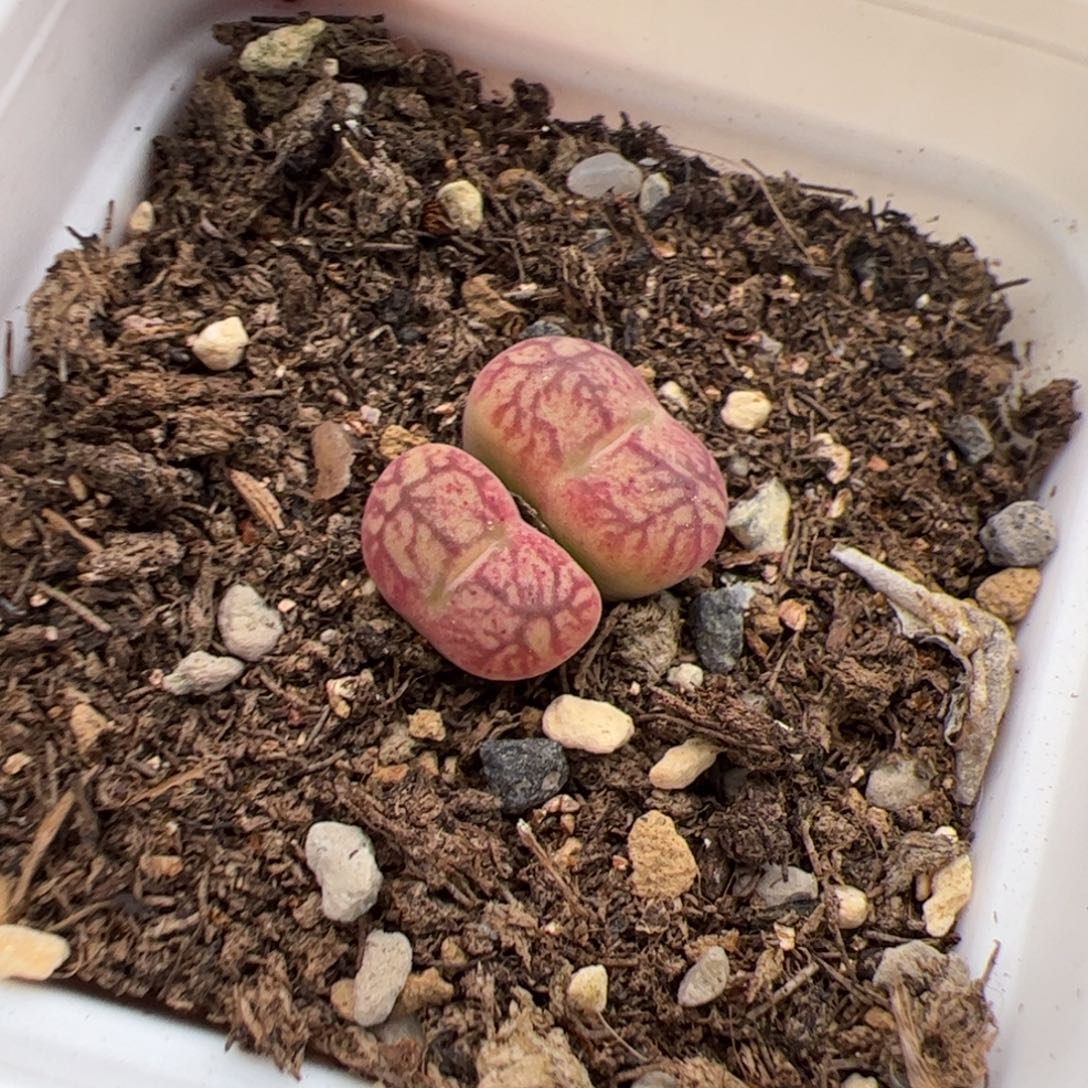9.23毛杂多肉植物组合174