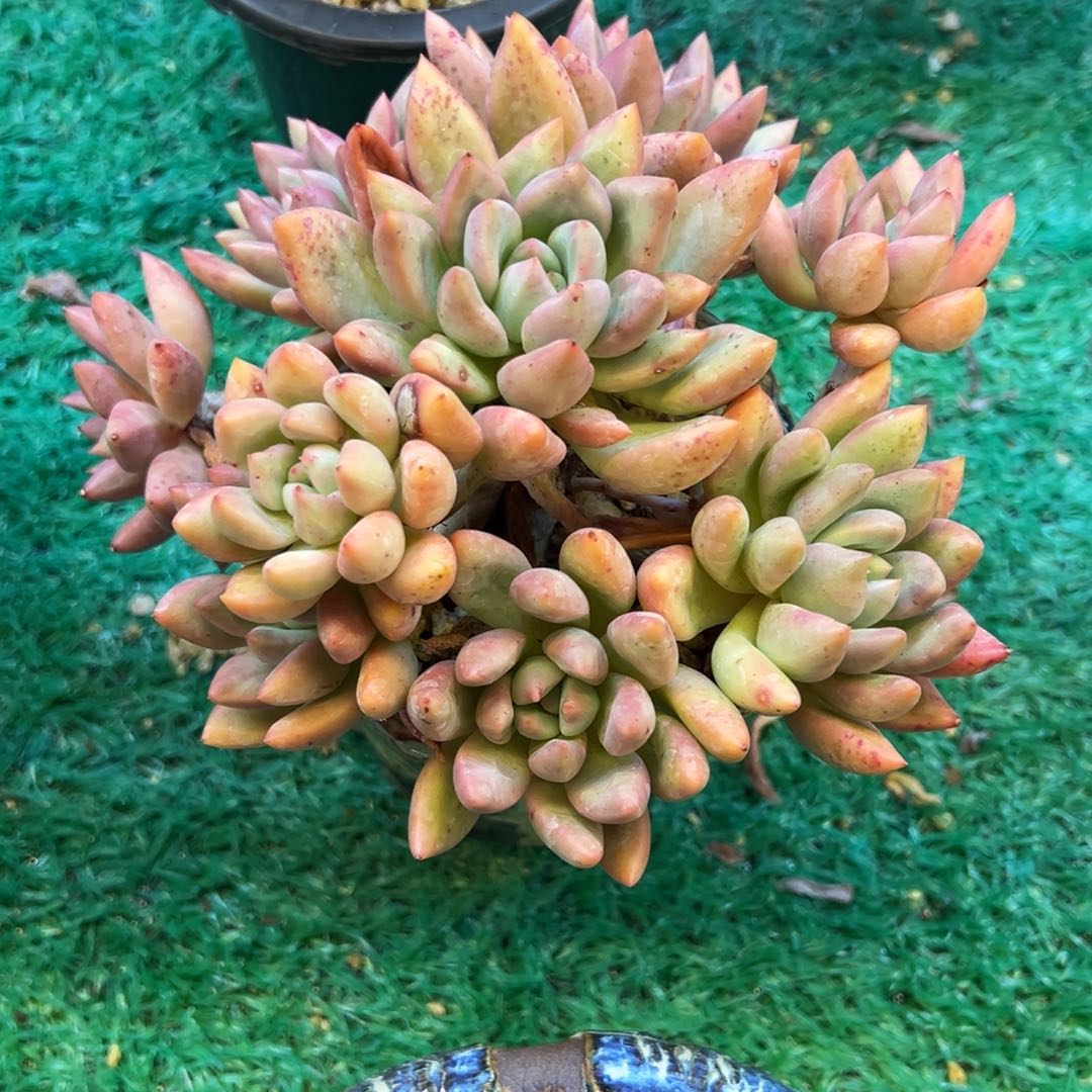 知音，，，，，，，，，，，，，，，，，