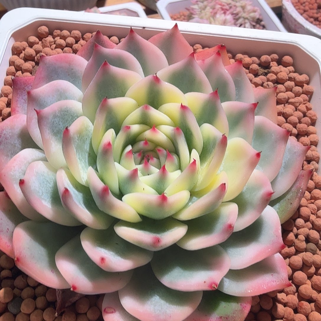 吉娃娃锦，多肉植物