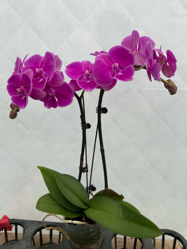 （超群）蝴蝶兰 花期长 好养护