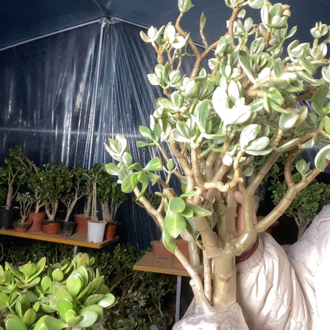 臻***姐当前无花栽培后可以开花